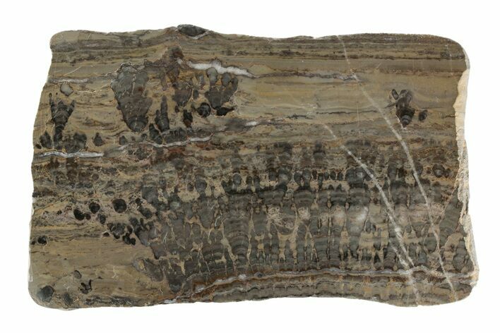 Proterozoic Stromatolite (Yelma) Slab - Australia #197362